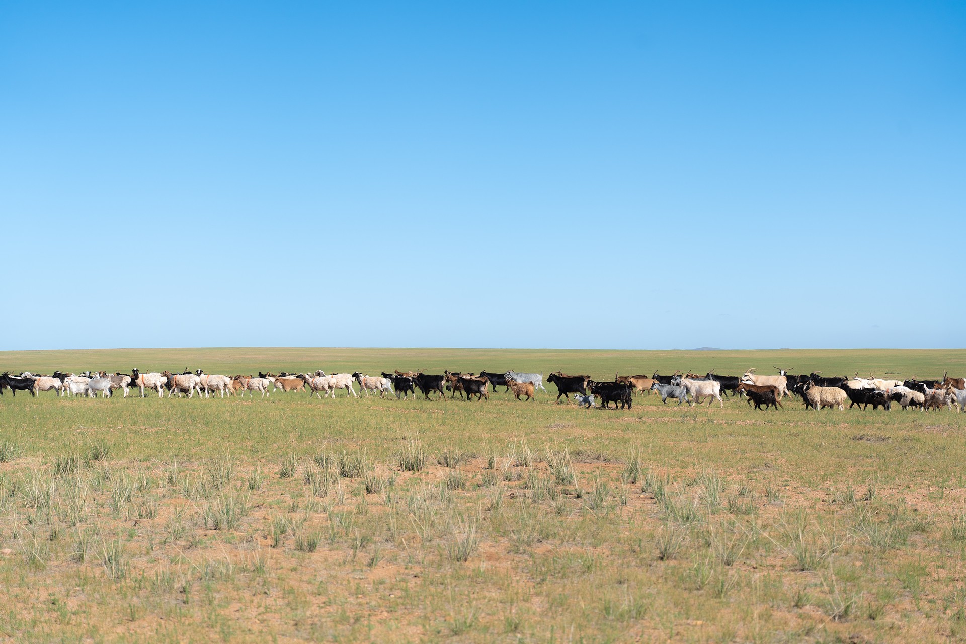 flock of sheep on the meadow