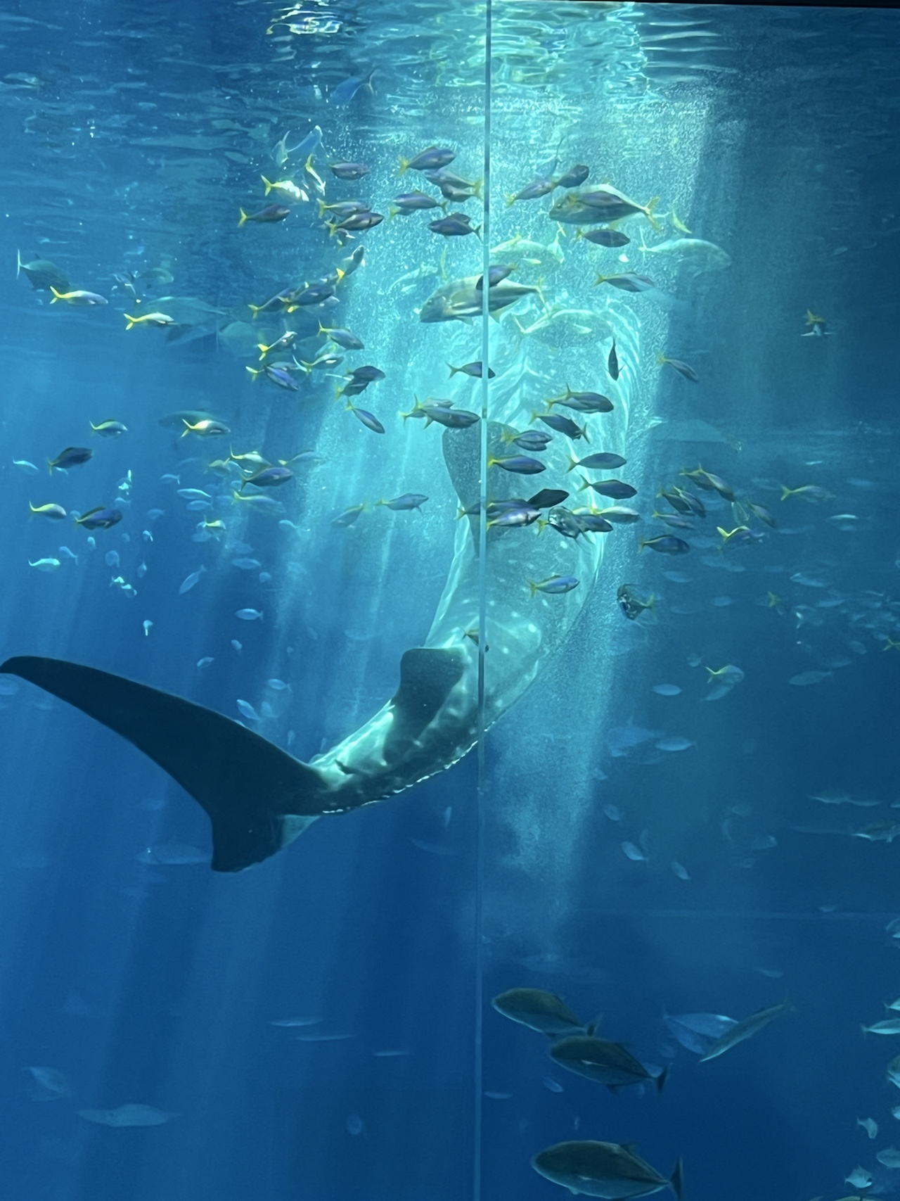 츄라우미 수족관 고래상어