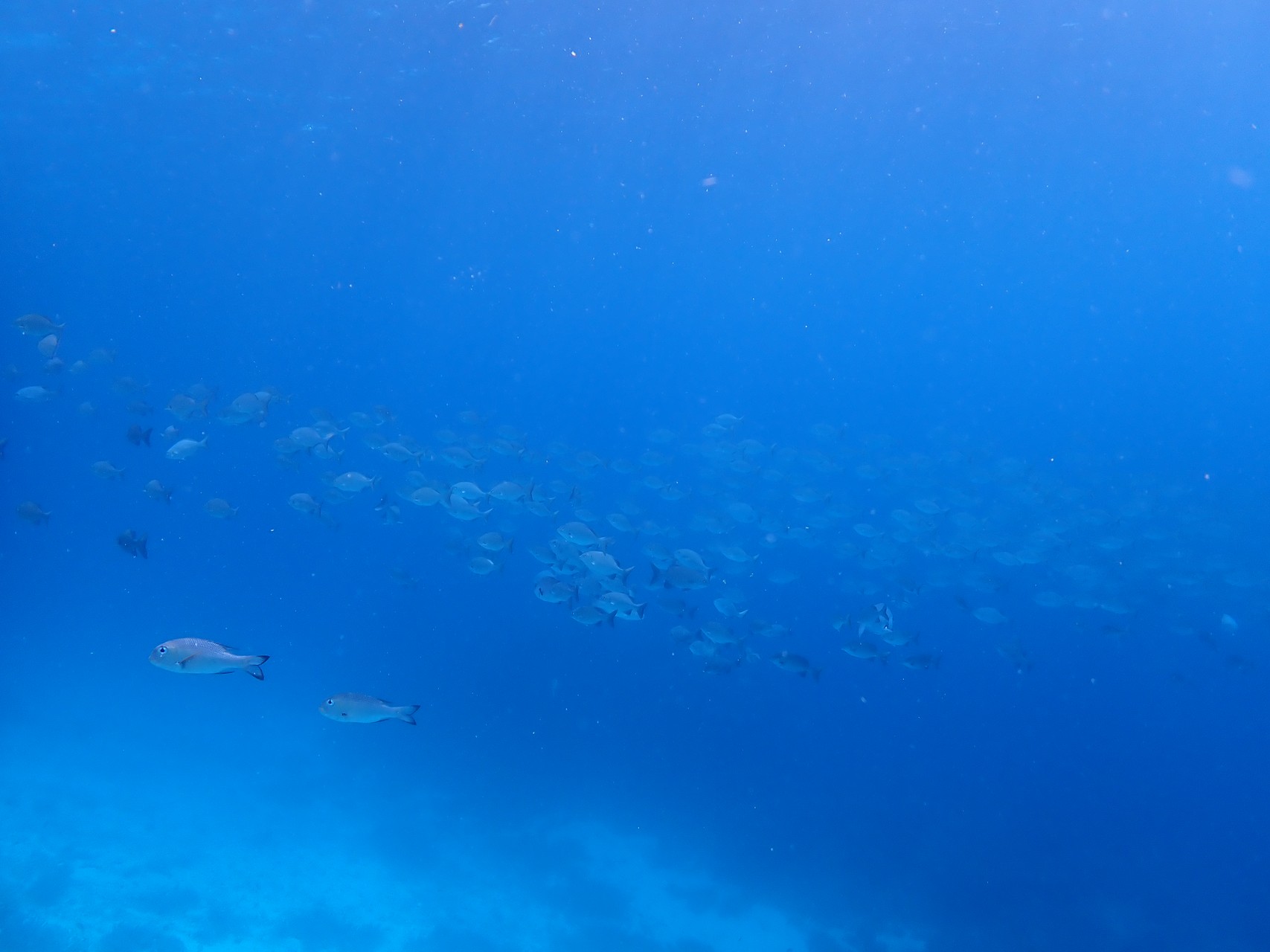 스노쿨링 물고기떼