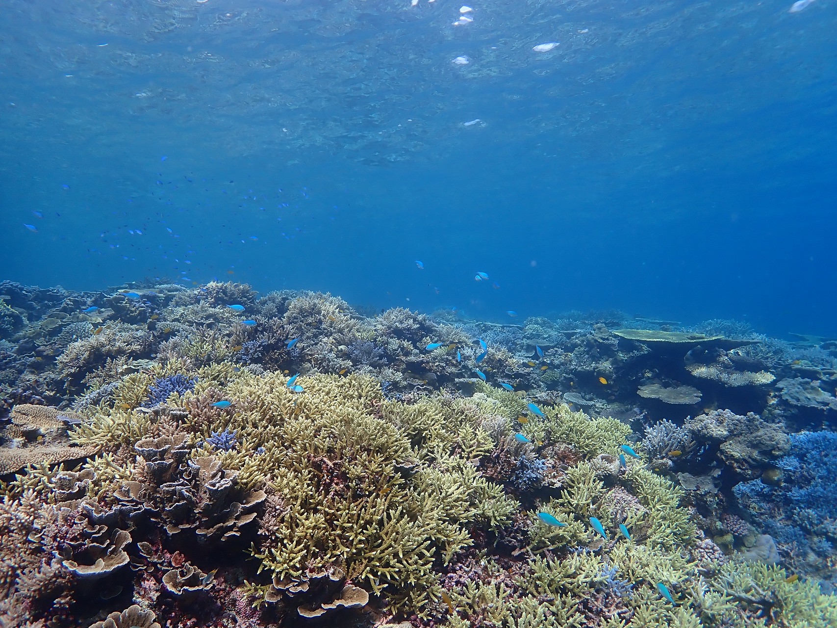 스노쿨링 물고기