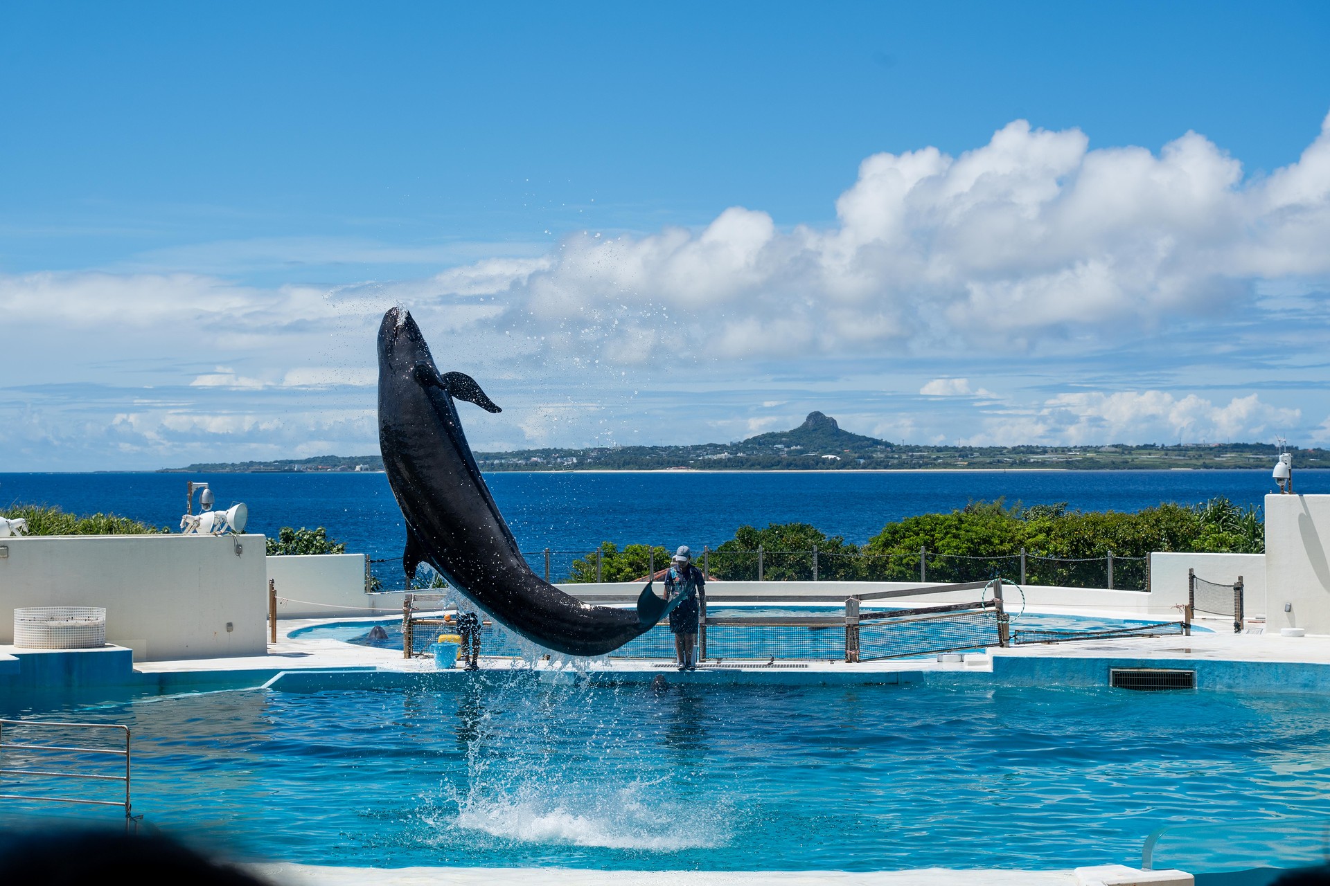 츄라우미 수족관 돌고래쇼