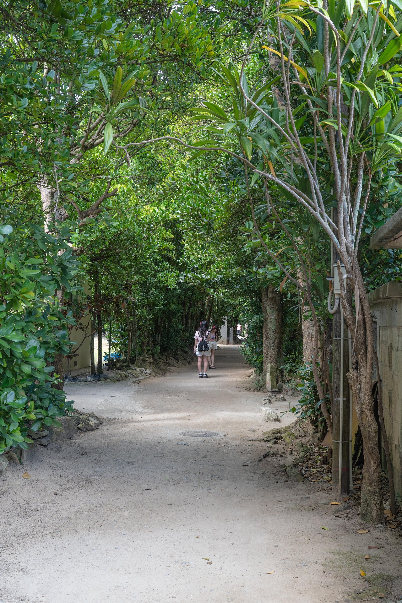비세 후쿠기 가로수길