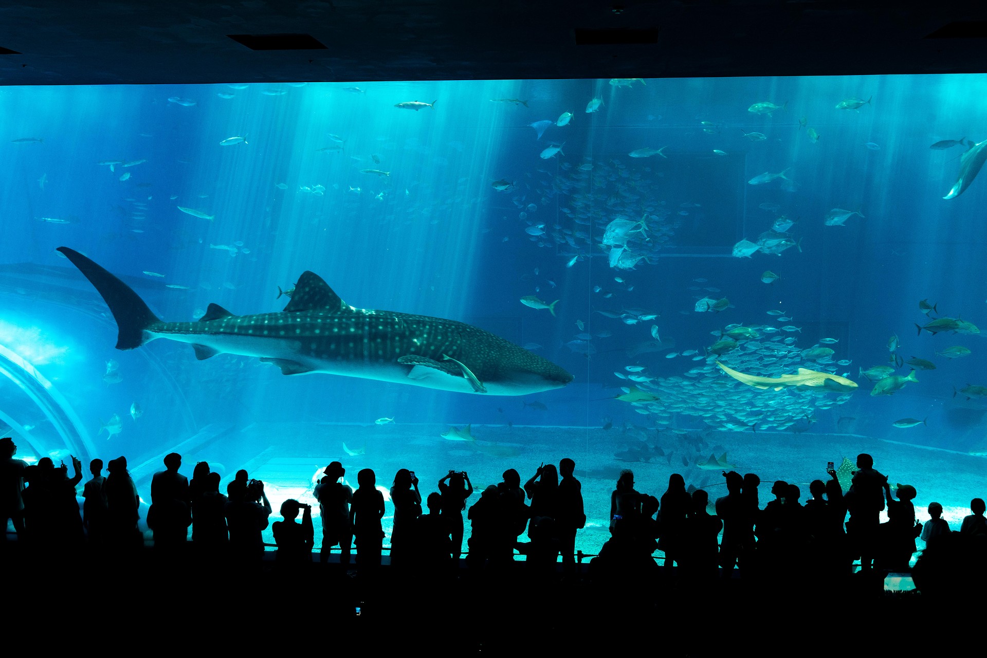 츄라우미 수족관 고래상어